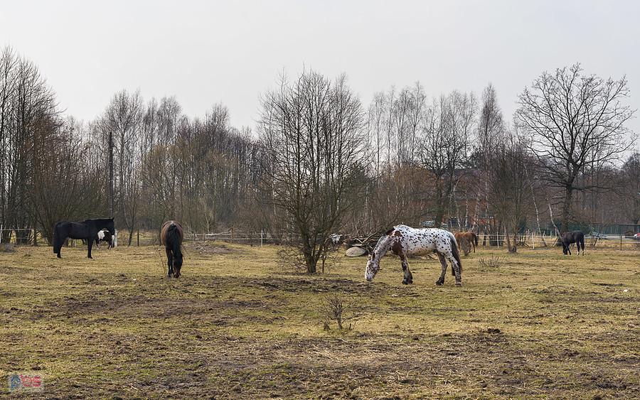 Stadnina "Leśny konik" w Poraju.