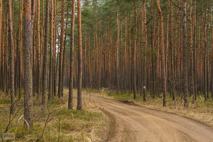 Droga pożarowa z Poraja do Częstochowy - odcinek na wysokości miejscowości Zawodzie.