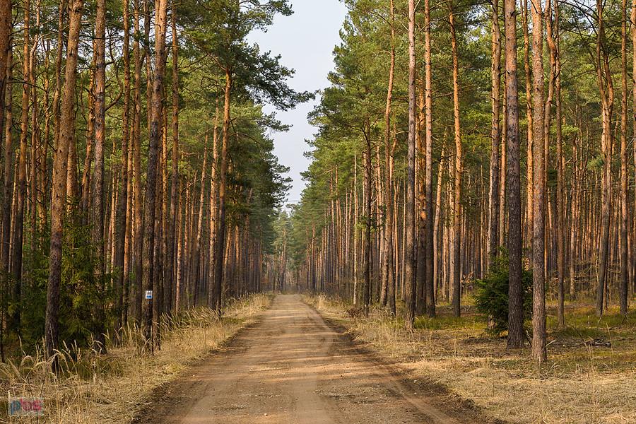 Droga pożarowa z Poraja do Częstochowy - odcinek na wysokości miejscowości Zawodzie.
