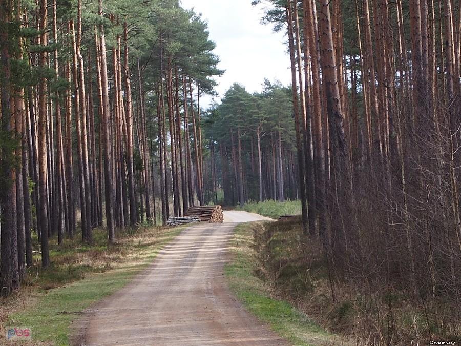 Szutry lublinieckich lasów