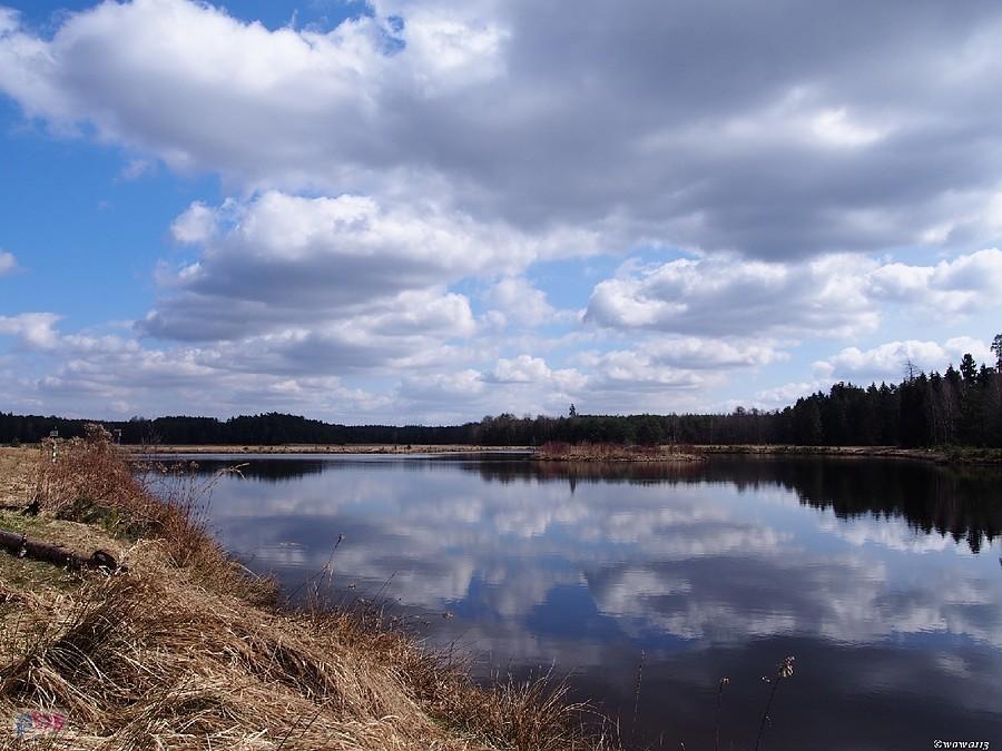 Śródleśny staw "Wytoki"