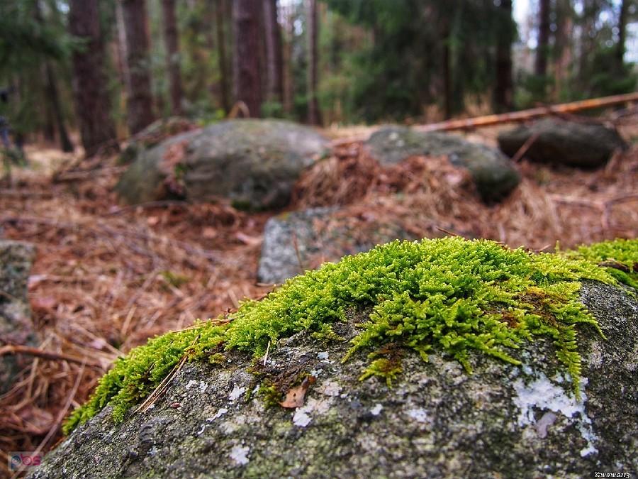 Kamienie Kręgu Druidów