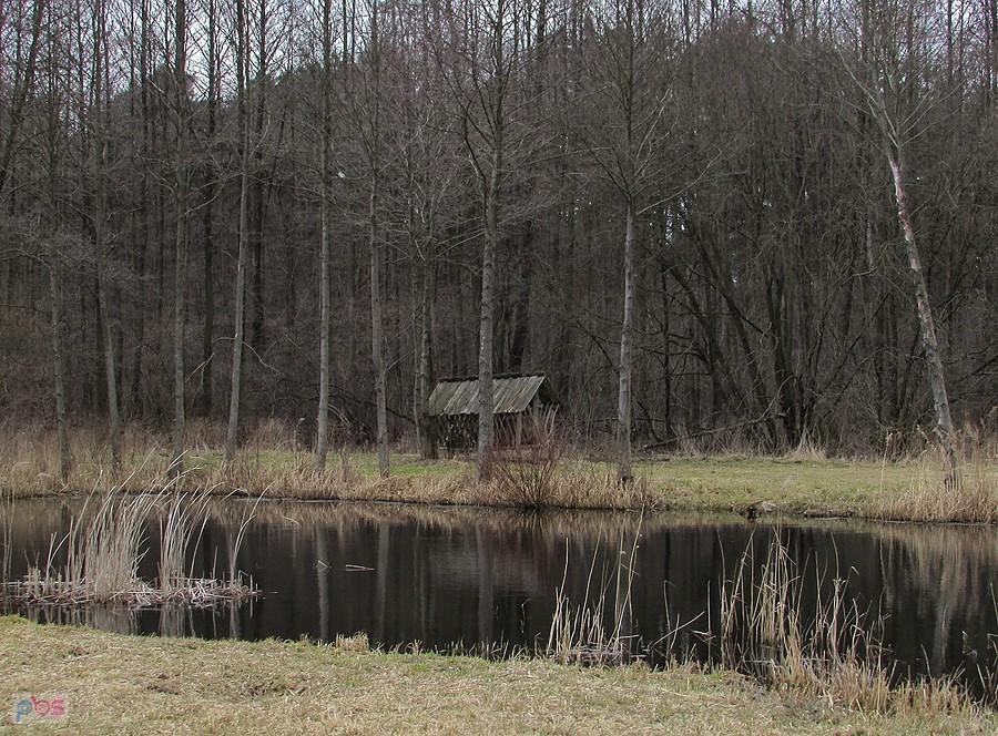 Staw na granicy Lasów Chojnowskich