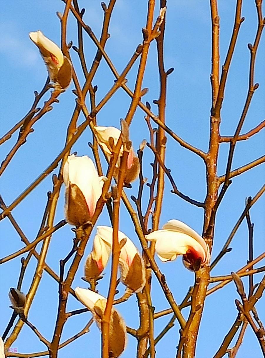Pierwsze kwiaty magnolii