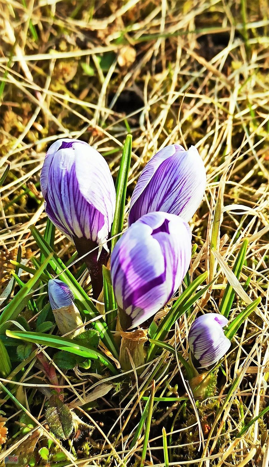 Krokusy