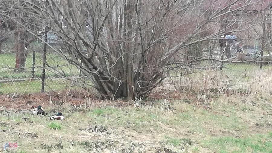 Po lewej rozleniowione kaczki w głębi w trzecim planie początek robótek działkowych.