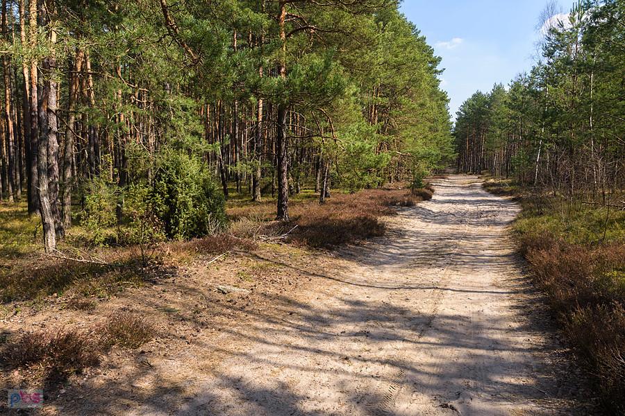 Droga z Żarek Letniska do Żarek - las w pobliżu osady Czarka
