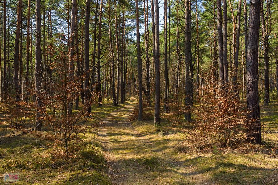 Las Czarny Kamień - droga równoległa do "Mirowskiego gościńca".