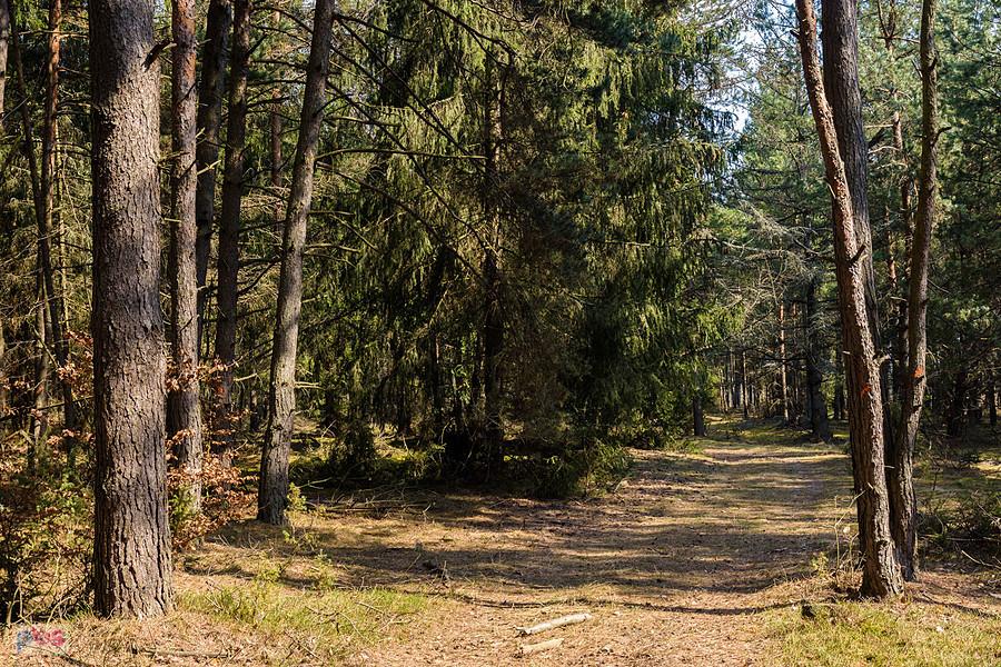 Las Czarny Kamień - droga równoległa do "Mirowskiego gościńca".