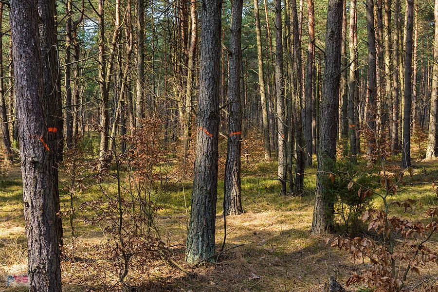 Las Czarny Kamień - wiele drzew zostało oznaczonych do wycinki