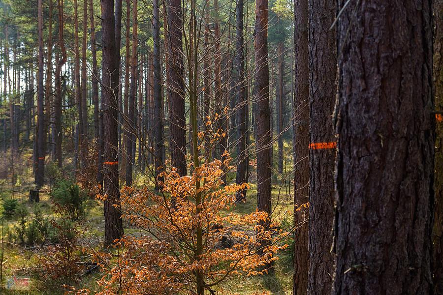 Las Czarny Kamień - wiele drzew zostało oznaczonych do wycinki