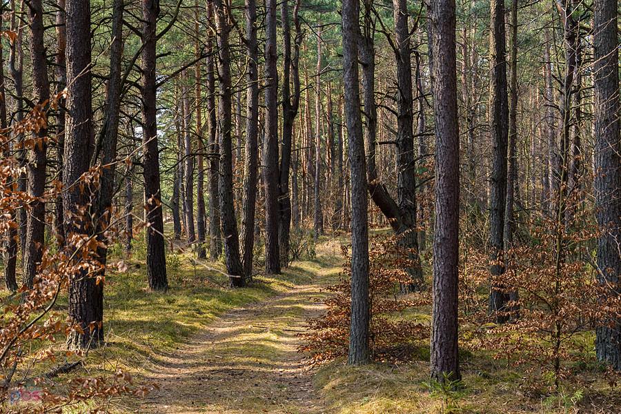 Las Czarny Kamień - droga równoległa do "Mirowskiego gościńca".