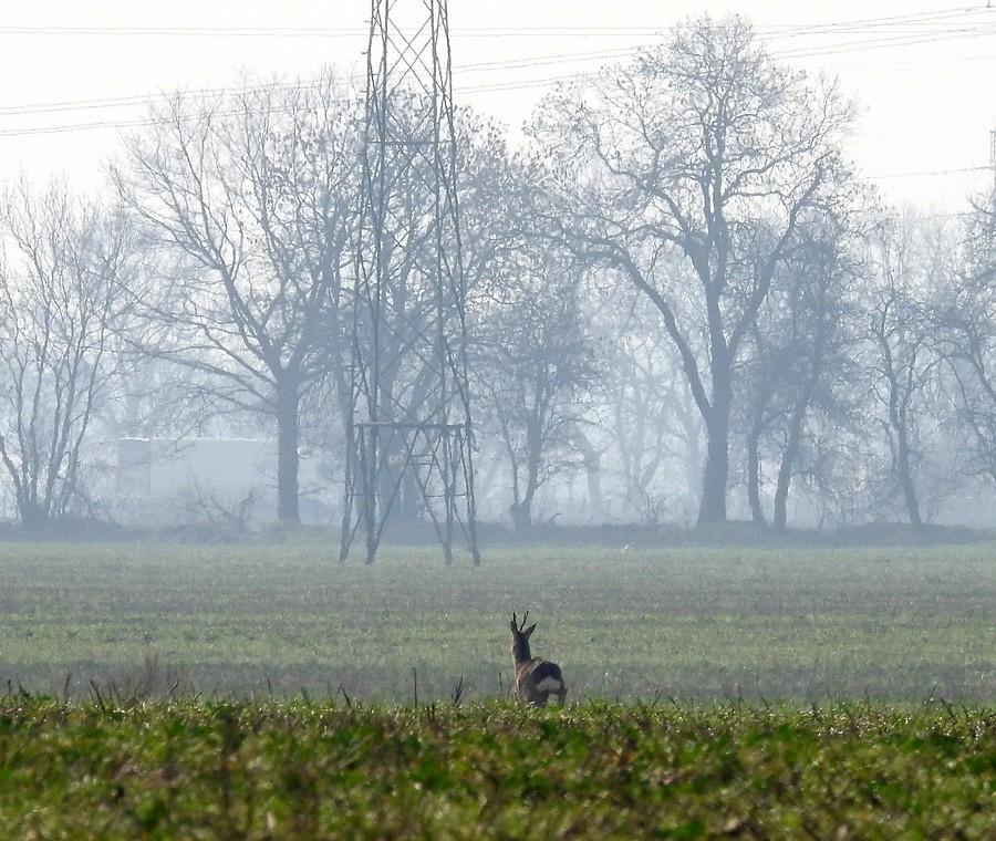 Koziołek ucieka w kierunku cywilizacji
