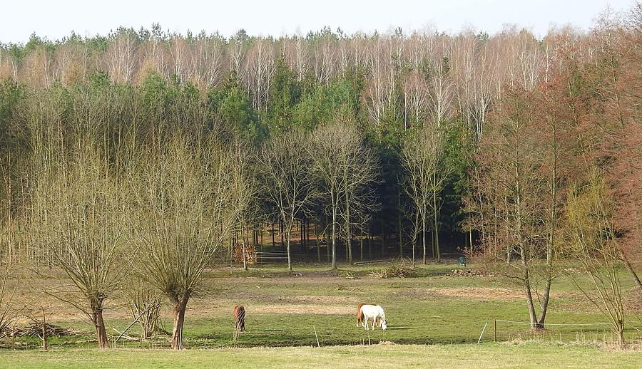 Widok na stajnię w Lisówkach