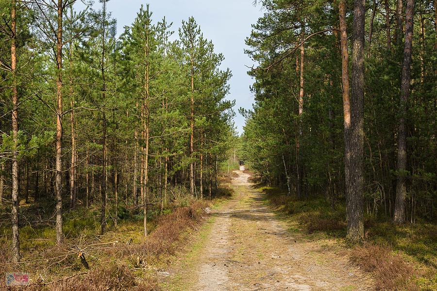 Leśna droga prostopadła do przedłużenia ul. Zielonej w Poraju