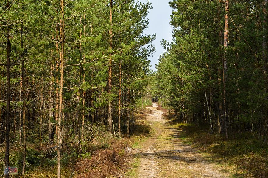 Leśna droga prostopadła do przedłużenia ul. Zielonej w Poraju - lekkie zbliżenie