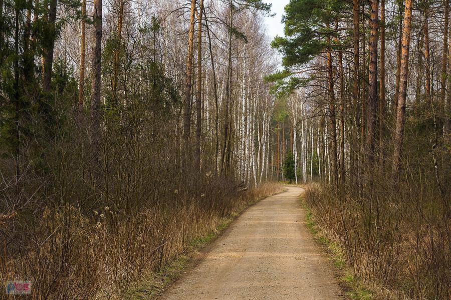 Drzewa w tle oznaczone są już do wycinki - Korwinów