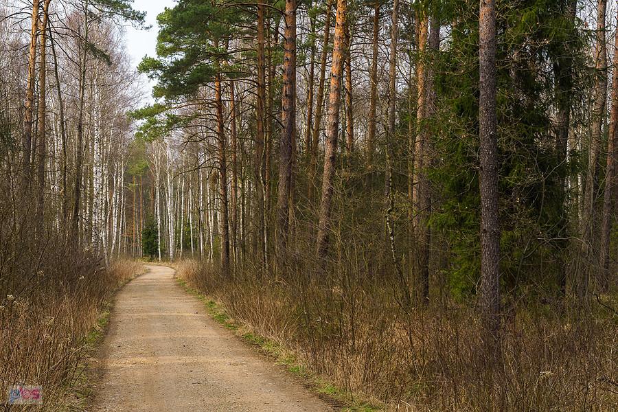 Leśna droga Poraj - Częstochowa na wysokości miejscowości Korwinów
