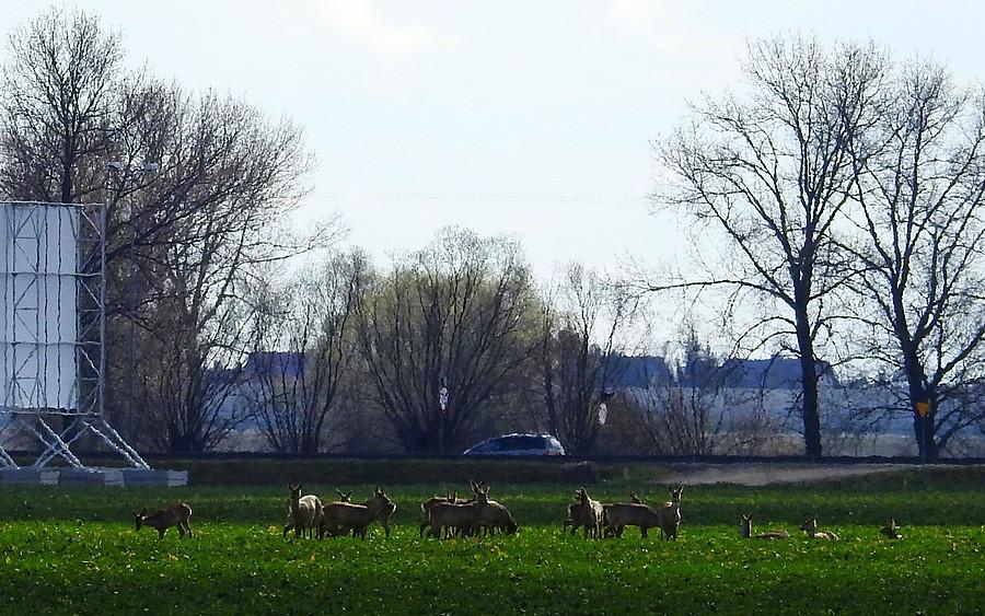 Stado saren przy autostradzie