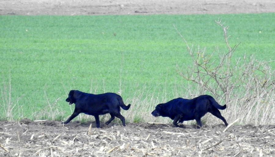 Bezpańskie psy na polach w okolicach Dopiewa
