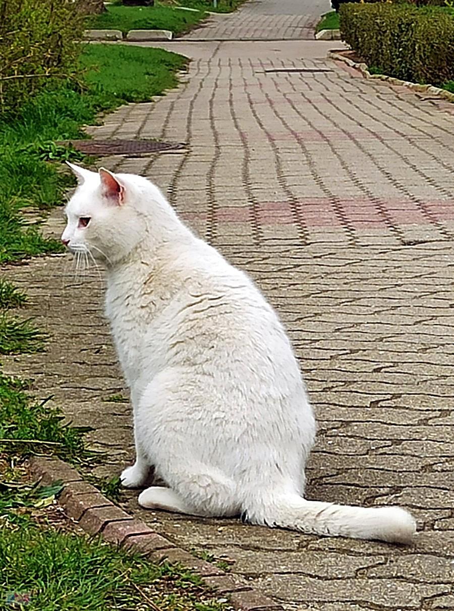 Prawdziwa śnieżynka