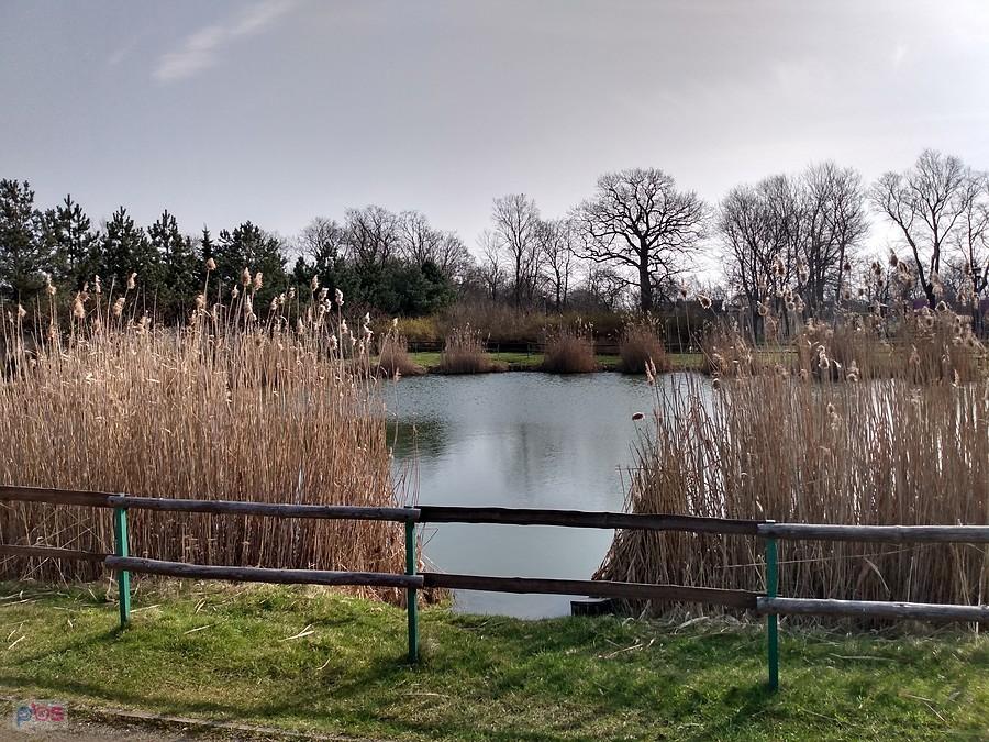 Staw w Borzęcinie