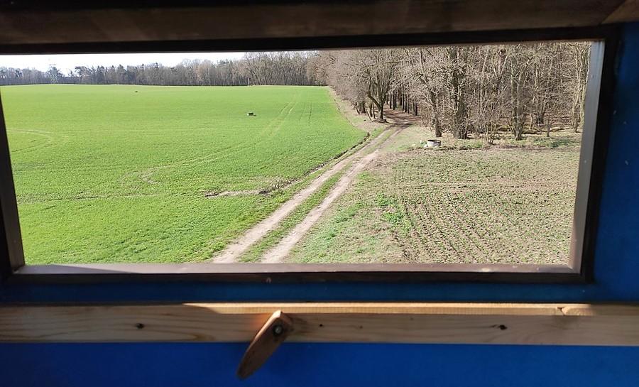 Widok z okna ambony, Lisówki