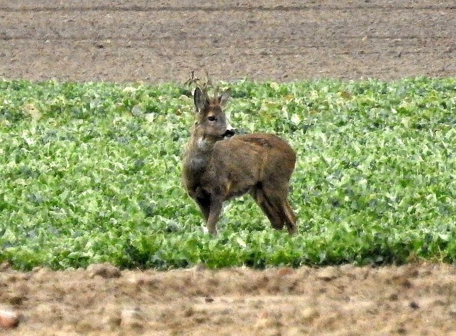Samotny koziołek