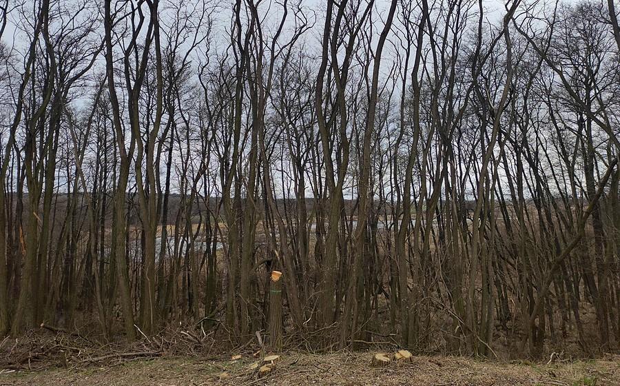 Niestety, widok na Trzcielińskie Bagno tylko taki :/
