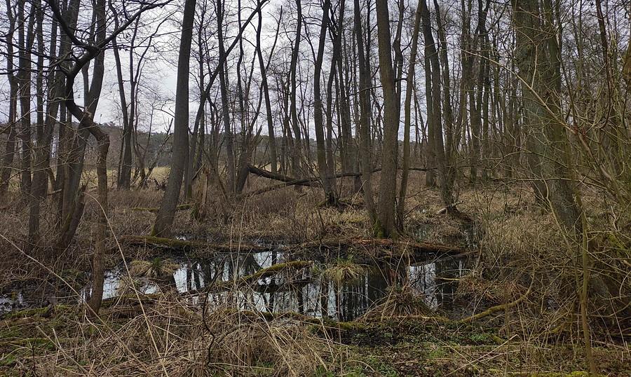 Tu się prawie utopiłem :), Trzcielińskie Bagno