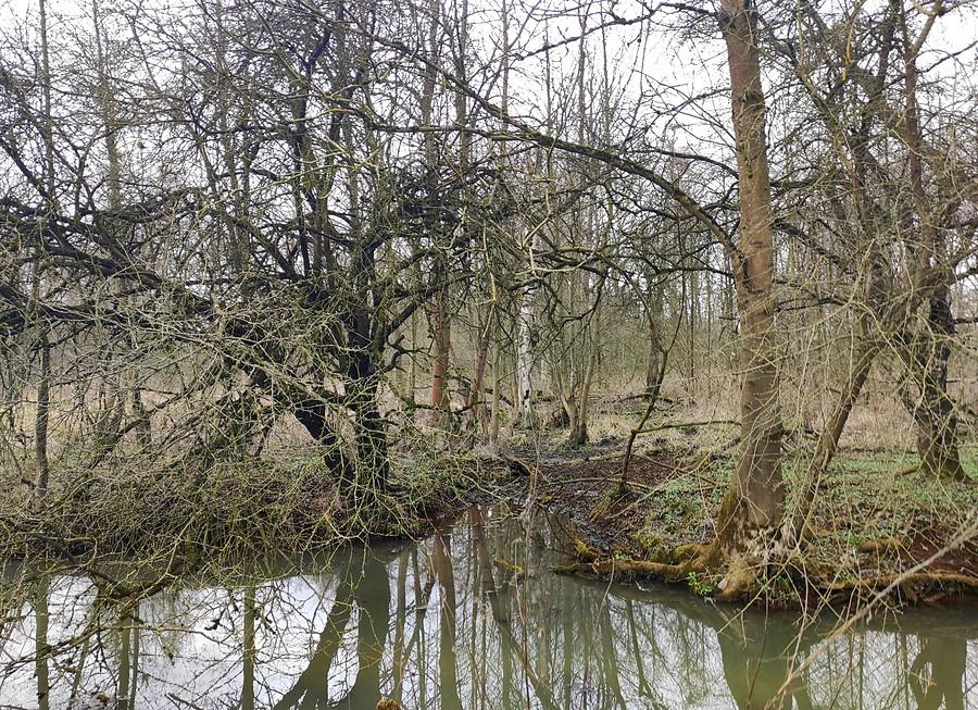 Przejazdu zdecydowanie brak, Trzcielińskie Bagno