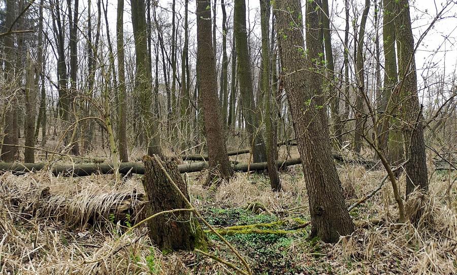 Jeszcze dzika dzikość, Trzcielińskie Bagno
