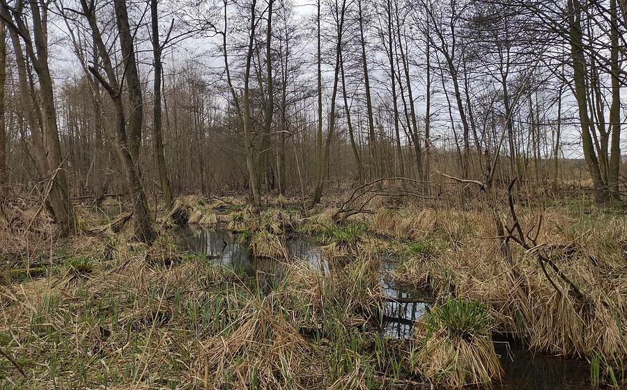Trzcielińskie Bagno w pełnej krasie