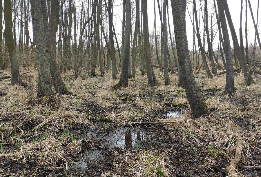 Dalej nie ryzykowałem, a i tak mi prawie buta zjadło :), Trzcielińskie Bagno