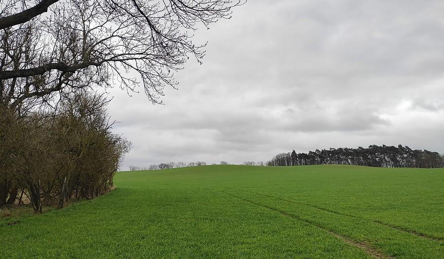 Łąka między bagnami, Trzcielińskie Bagno