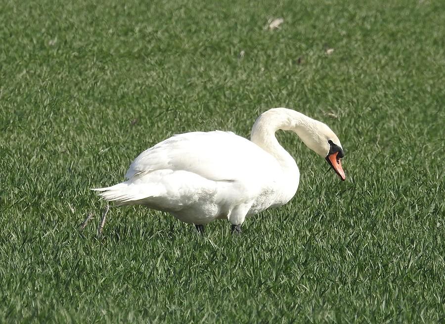 Skubany, a w sumie to skubiący, łabędź