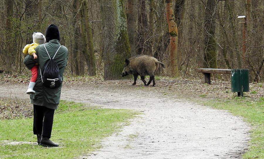Grunt to spokój. Pani została uspokojona, że to "swój" dzik :), Las Dębiński, Poznań