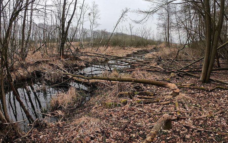 Na miejscu zastałem sporą działalnosć bobrów