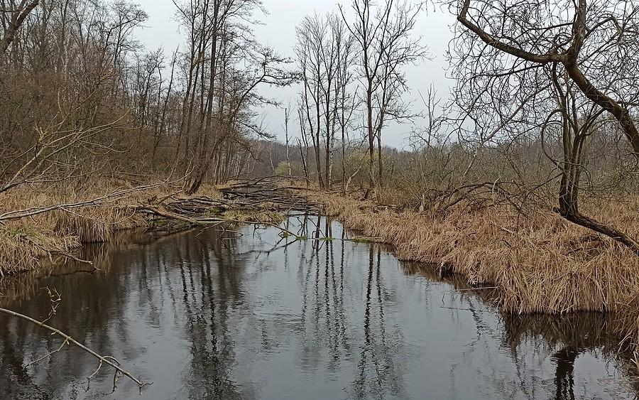 Wszedłem na zwalone drzewo. Nad Samicą jest nawet klimatycznie