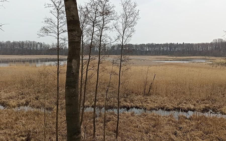 Spoczko widok z wieży na Trzcielińskie Bagna