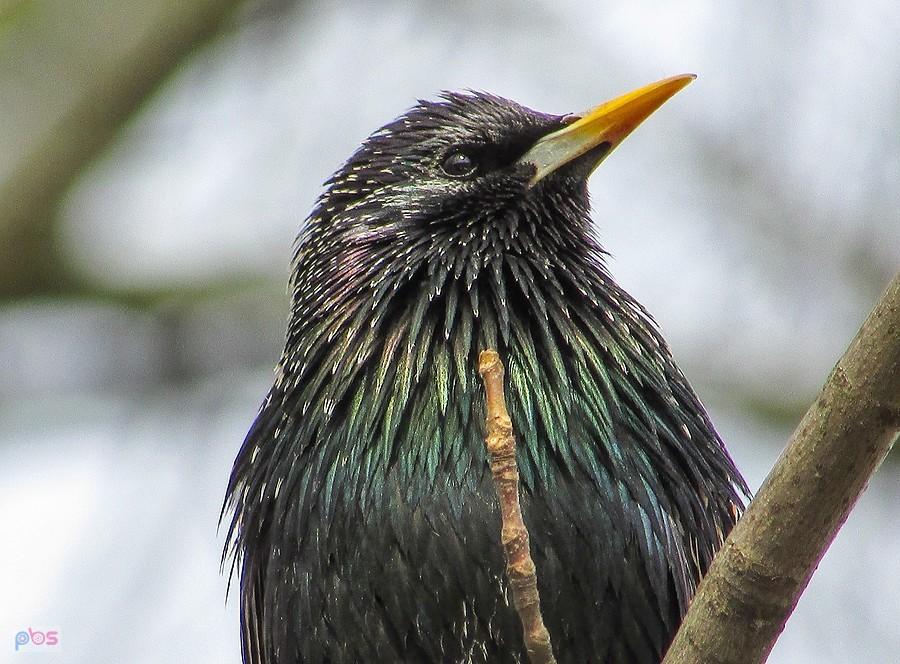 Gwizdał bardzo ładnie