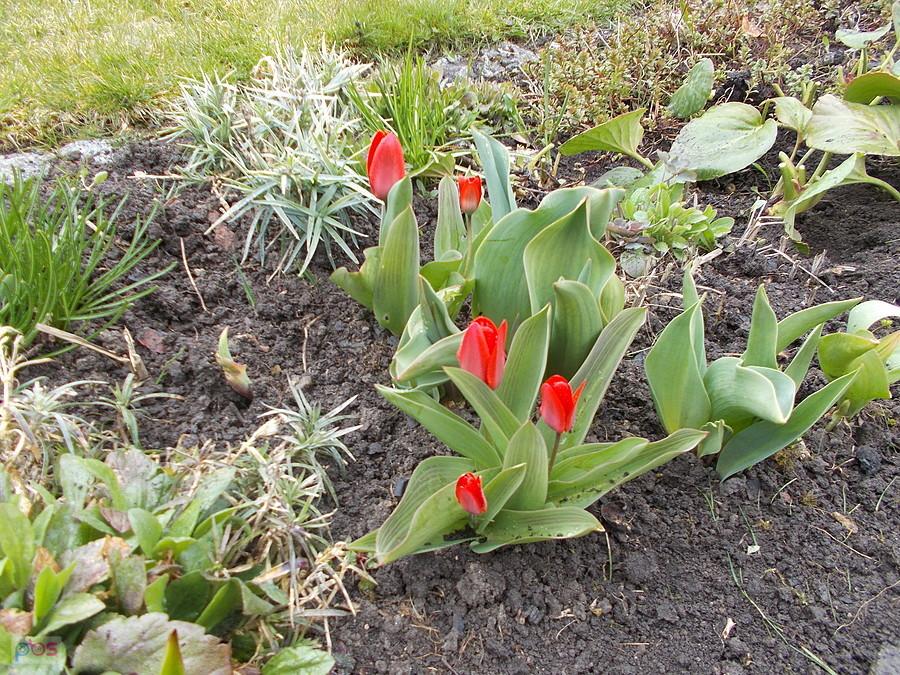 Działka Dareckiego i pierwsze tulipany