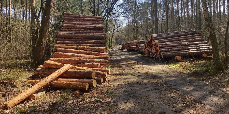 Ostoja Rogalińska, obszar Natura 2000, wycinka w sezonie lęgowym = Polska 2021