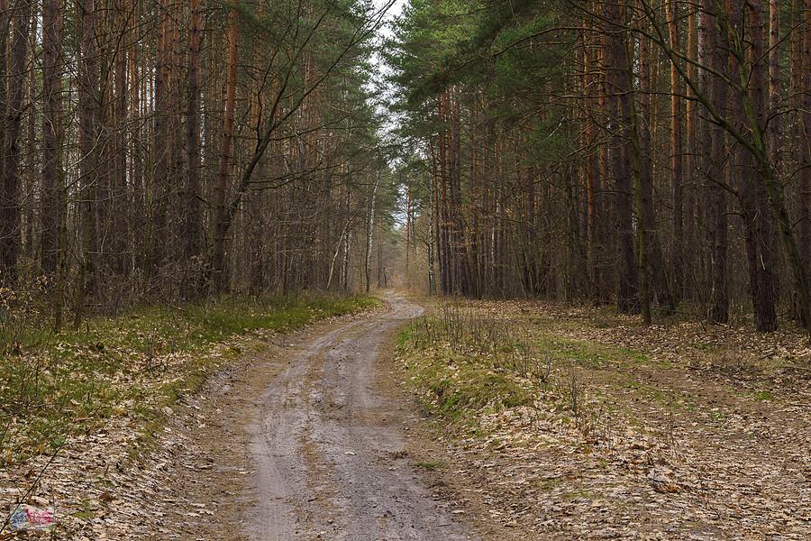 Droga z Żarek Letniska do Wysokiej Lelowskiej - widok za moimi plecami