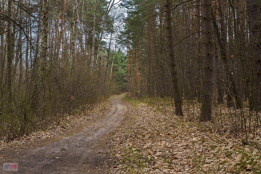 Leśna droga z Żarek Letniska do Wysokiej Lelowskiej