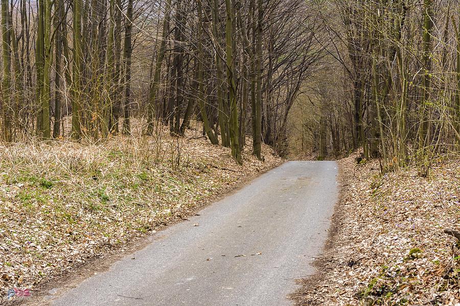 "Siedlecka Droga" - Trzebniów, czyli szlak pieszo-rowerowy z Ostrężnika