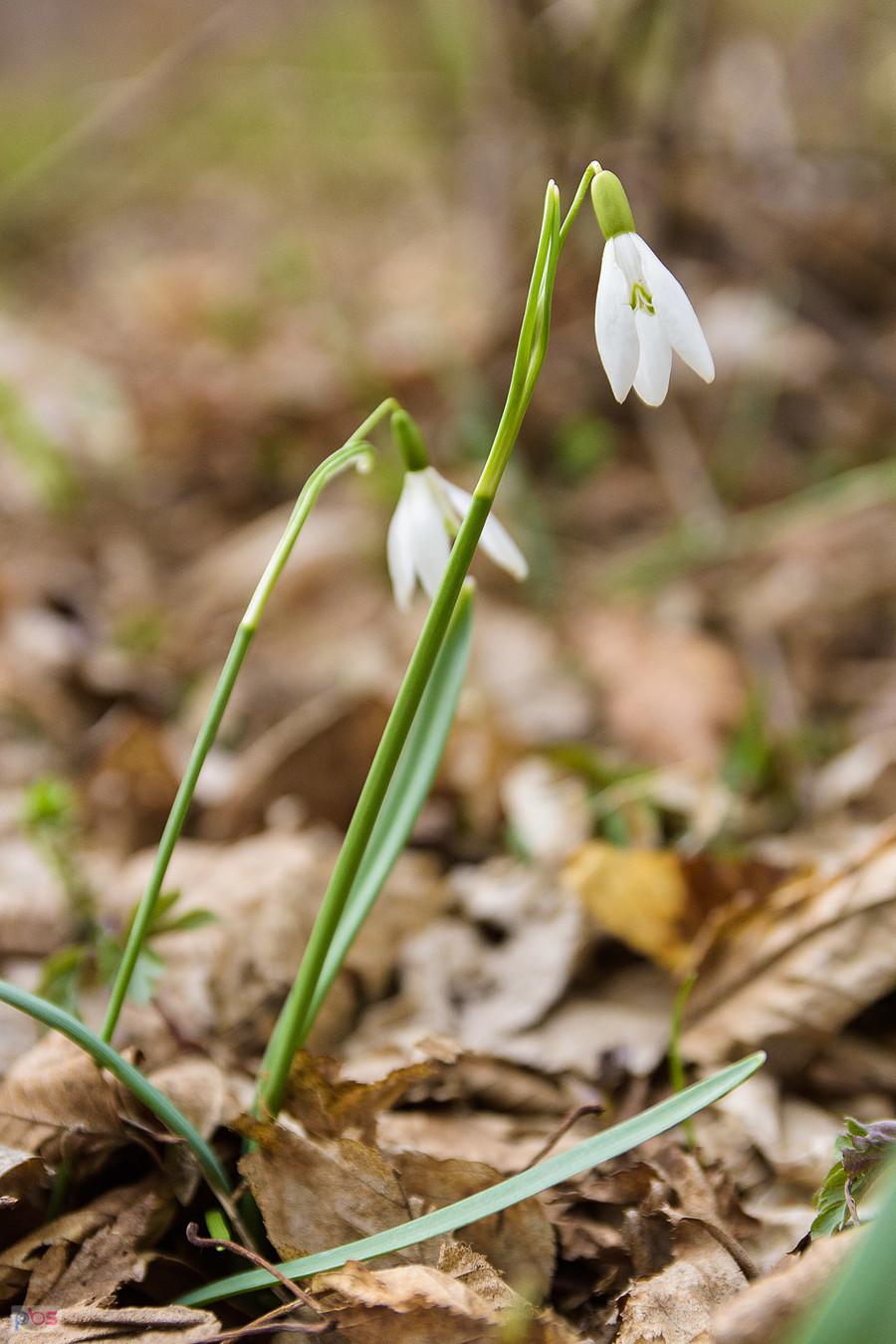 Śnieżyczka przebiśnieg
