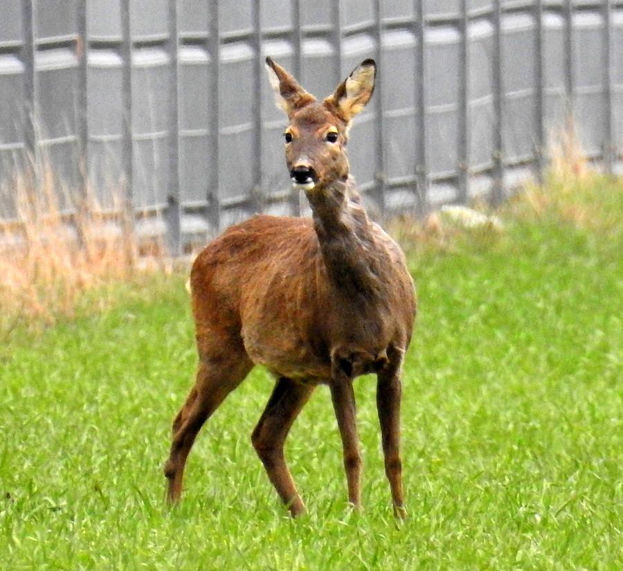 Zaciekawiona sarna