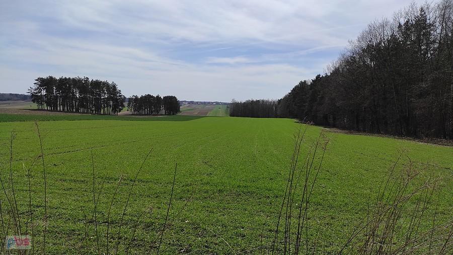 Rozworzyn i widok w kierunku Brzezin