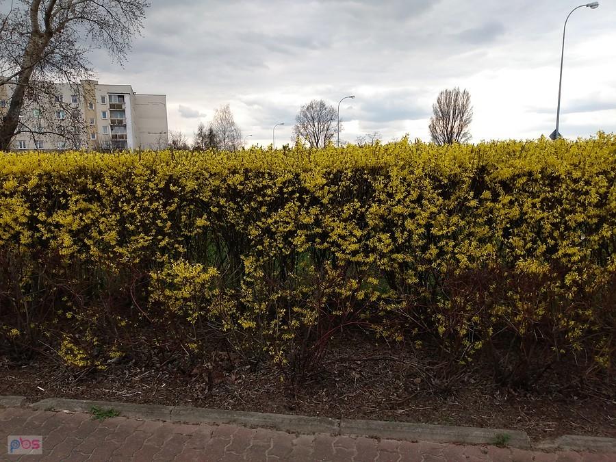 To jednak wiosna